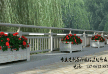 深圳欲建“世界花城” 三年时间建成30条花卉景观大道