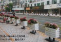 滨州市园林处实施冬季鲜花装扮工程扮靓冬季滨城